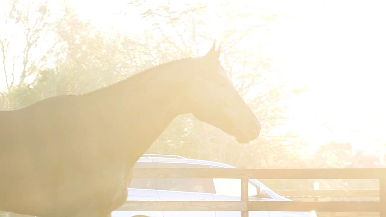 The Mile High Club – Aqha Stallion - Total Horse Channel 