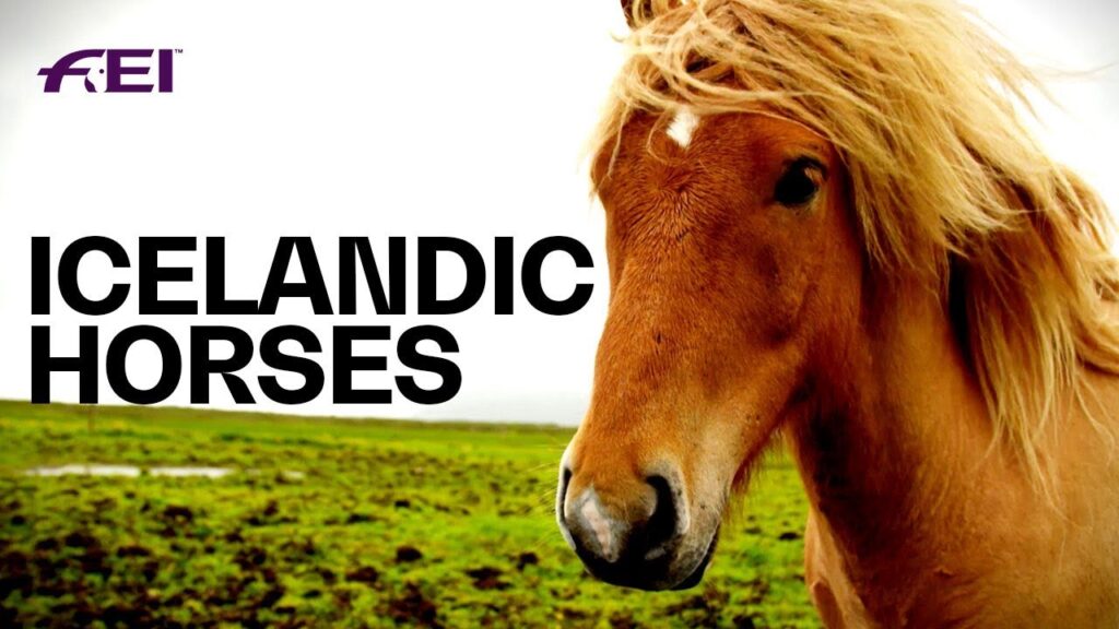 The Uniqueness of Icelandic Horses | Equestrian World